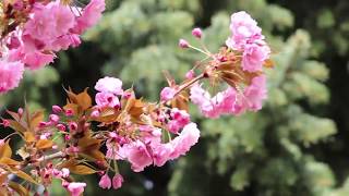 Japán díszcseresznye virágzás (2020. tavasz)
