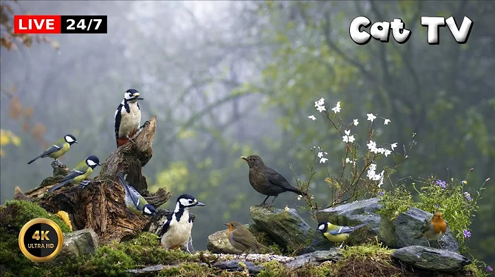 Watch the video about 🔴24/7 LIVE Cat TV 😺 Birds In The Mist