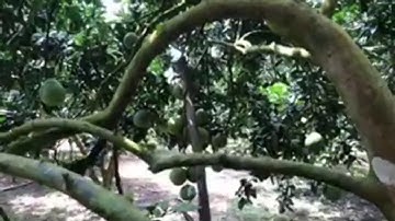 Bưởi Xuân Vân, Yên Sơn, Tuyên Quang