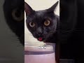 Black Cats Bring Bad Luck Black Cats Bring Bad Luck