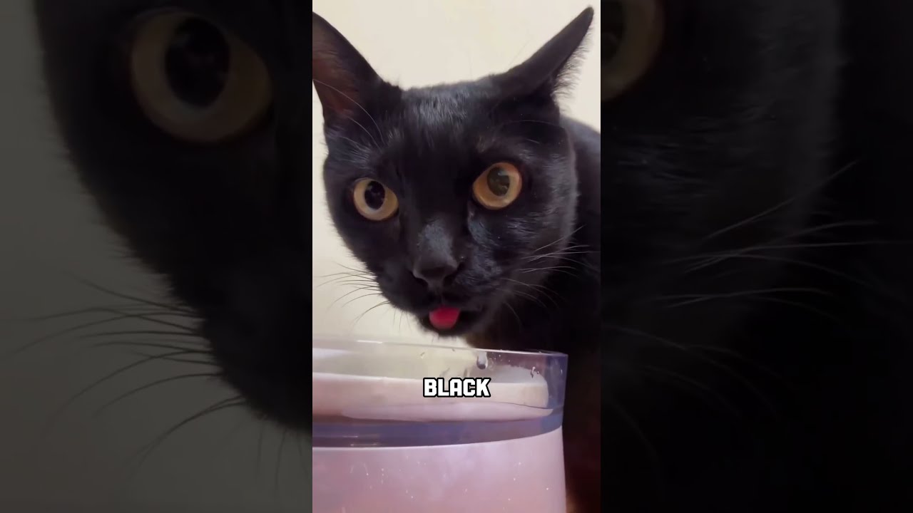 Black Cats Bring Bad Luck 