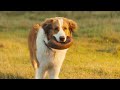 A Dog’s Journey | Bailey's Big Jump | Film Clip | Own it now on Blu-ray, DVD & Digital