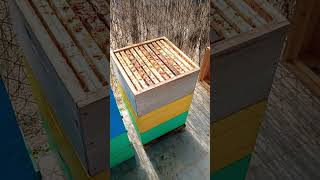 Carnica bijen en Simplex korven