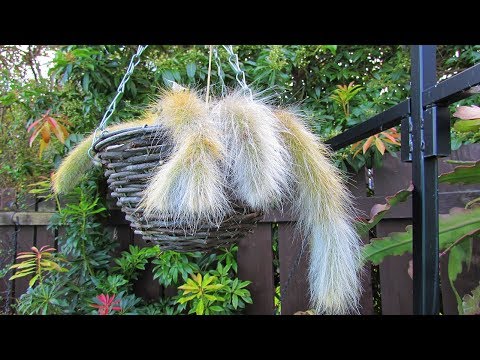 Vídeo: Cleistocactus Tarantula Cactus - Dicas sobre como cuidar de cactos de tarântula