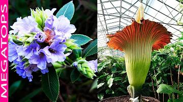 ¿Qué plantas florecen cada 100 años?