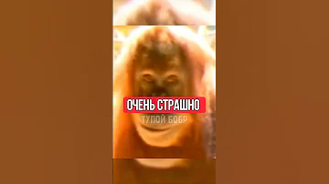 ЧТО НИТАК С ЭТОЙ ОБЕЗЬЯНОЙ?