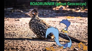 Roadrunner (genus Geococcyx)