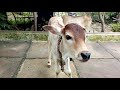 cow baby (Calf) funny video.