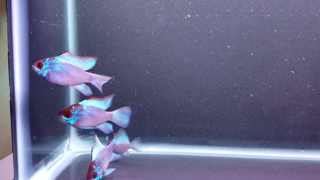 Electric Blue German Rams (4) 5/7/18 YouTube