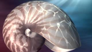 Matemática e Natureza - Sequência de números de Fibonacci e demais leis que regem o mundo Matemática e Natureza - Sequência de números de Fibonacci e demais leis que regem o mundo