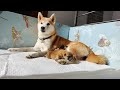 Shiba Inu Puppies LIVESTREAM - Day 1 Part 2