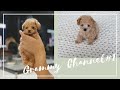 【家族が増えました♡】犬を飼う ♡生後２ヶ月の子犬【ティーカッププードル】【Grammy Channel#1】