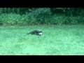 Fisher vs Skunk