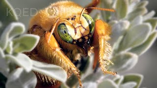 Stop! Thief! Carpenter Bees are Notorious Nectar Robbers | Deep Look by Deep Look 438,805 views 1 year ago 4 minutes, 3 seconds