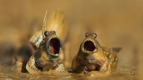 ANTHT - Hướng Dẫn Làm Bẫy Bắt Cá Thòi Lòi (Fishermen) Từ Vỏ Chai