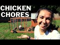 Daily Chicken Chores\Chicken Care You NEED to Know\What is it REALLY like to own backyard chickens??