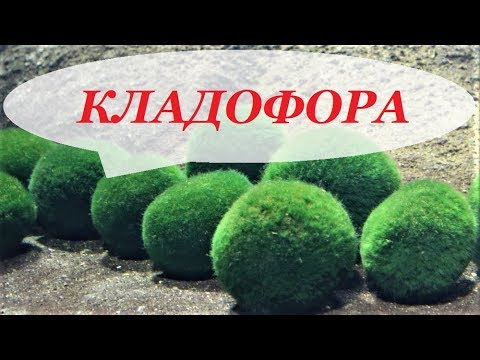 Кладофора шаровидная в аквариуме, размножение, видео как разводить на камне, коряге.