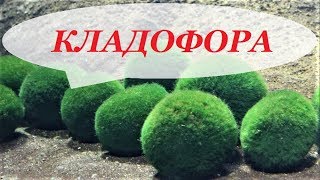 Кладофора шаровидная в аквариуме, размножение, видео как разводить на камне, коряге. Кладофора шаровидная в аквариуме, размножение, видео как разводить на камне, коряге.