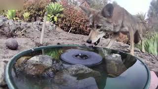 Camera Captures All Walks Of Life Drinking From Water Fountain