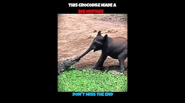 Crocodile V/S Elephant #viralshorts #viralytshorts #shorts #animalshorts #ytshorts #wildlife #animal