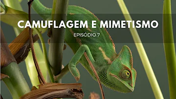 Quais os animais que se camuflam camaleão?
