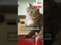 У кошек около 300 выражений мордашки