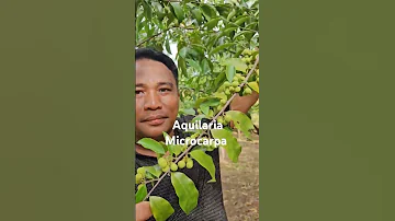Agarwood Plantation 