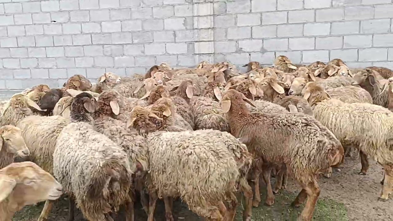 Ургаачы козулар 0505596555