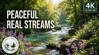 ๐ฟ๐Rivers & Streams - Part 1 | 4K | Non-AI Nature Scenes with AI Peaceful Music ๐๐ฟ