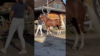 Hengstkörung, Sir Quickstep Smw - Körsieger 2022