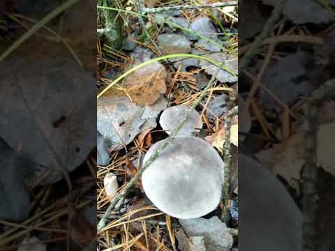 Вот они Зелёнки и Подзеленки