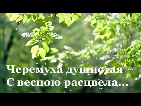 🌺 Сергей Есенин. Черемуха | Стихи о природе поэтов 20 века