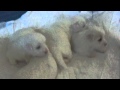 video Coton de Tulear puppys
