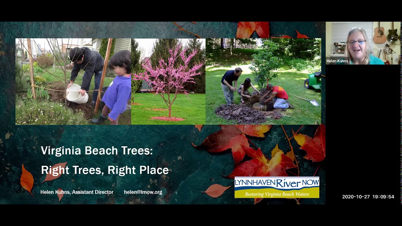 VB Right Trees Right Place - YouTube