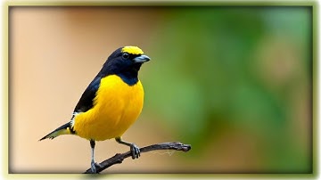 A Bird Reacting On Its Own Mirror Image !! Unique & Amazing Scene !! So Beautiful !!