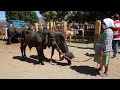 Mercado de ganado. San Antonino Castillo Velasco