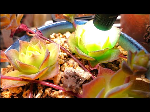 Video: Indoor-Panda-Pflanze: Tipps für den Anbau von Kalanchoe-Panda-Pflanzen