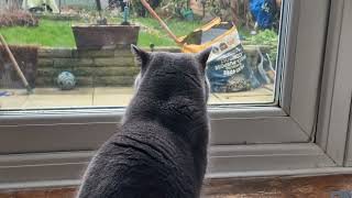 British Shorthair CAT Spots a SQUIRREL in the Garden by Mochi The Boy 263 views 2 months ago 1 minute