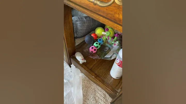 Video 5101391: shelter maine coon kitten, maine coon kitten playing, kitten playing ball