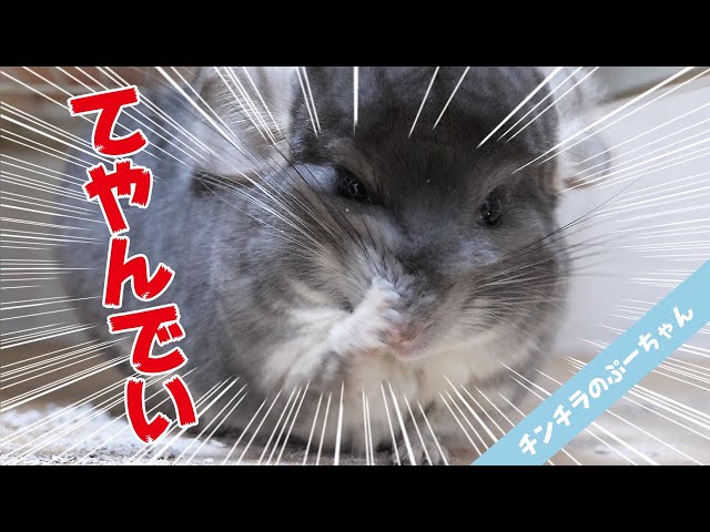 【チンチラ】これがチンチラのてやんでい！自作のお風呂にご満悦！Funny and Cute Chinchilla