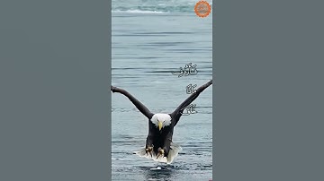 #اسلام_صبحي | هذا خلق الله#سورة #لقمان