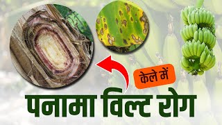 केले की पत्तिया भूरी होकर गिर रही है तना सड़ रहा है, कैसे करे बचाव ? Banana Disease.