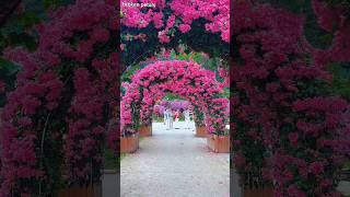 Most beautiful roses in the world#rose#beautifulnaturalflowers #nature #park