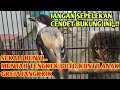 WALAU BUKUNG TANPA EKOR CENDET INI NEMBAK TENGKEK BUTO KUNTILANAK GREJA JANGKRIK FULL POWER!!!