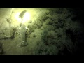 Подводная охота ночью в Ингуле
