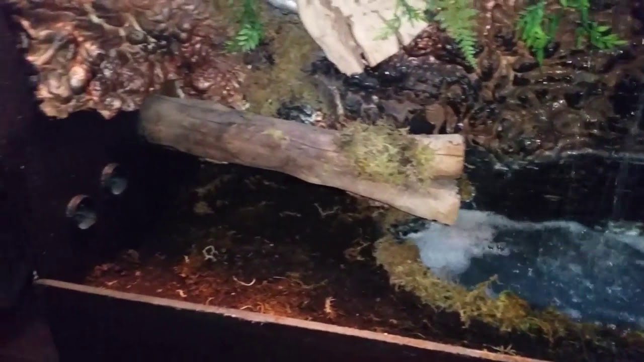 DIY vivarium build YouTube