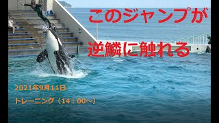 【鴨シー】20210911　ショーの後のトレーニング