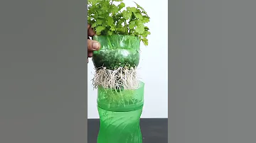 Grow coriander with this method in 7 Days#Shorts