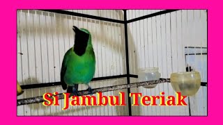 Si Jambul Teriak Dengar Suara Lawan