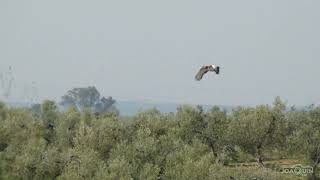 Avutardas en vuelo por campos cercanos al Corredor Verde del Guadiamar